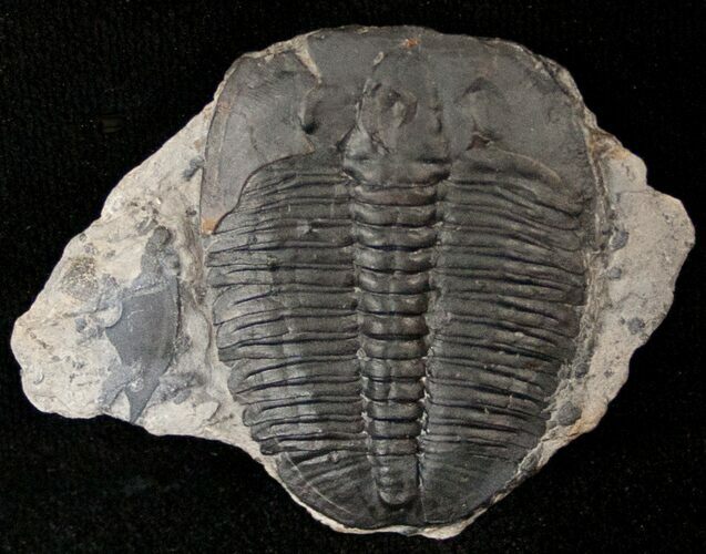 Elrathia Trilobite - Wheeler Shale, Utah #14207